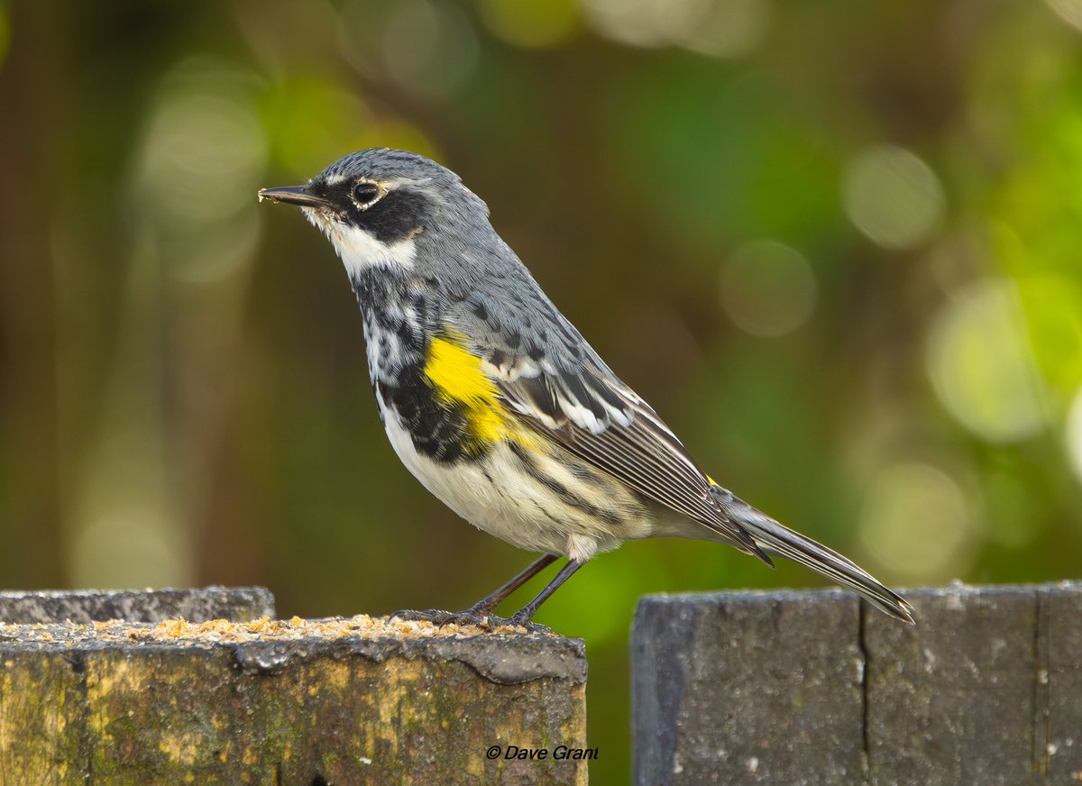 Ayrshire’s long staying Myrtle Warbler has moulted well into a handsome chap #Ayrshirebirds
