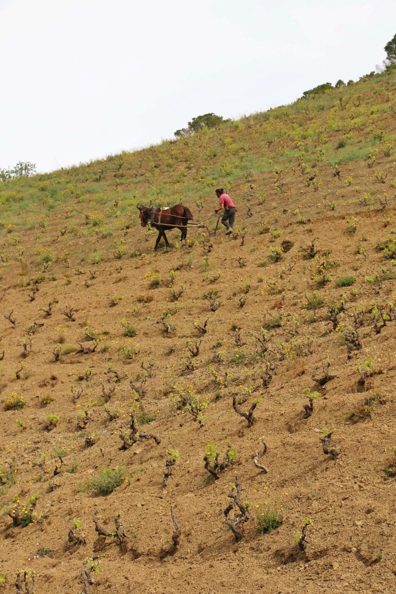 Nano i Lluís llaurant el coster centenari i Gran Vinya Classificada Tossal d’en Bou 🍃 — #MasDoix #aWindowToMasDoix #MasDoixWinery #Poboleda #Priorat