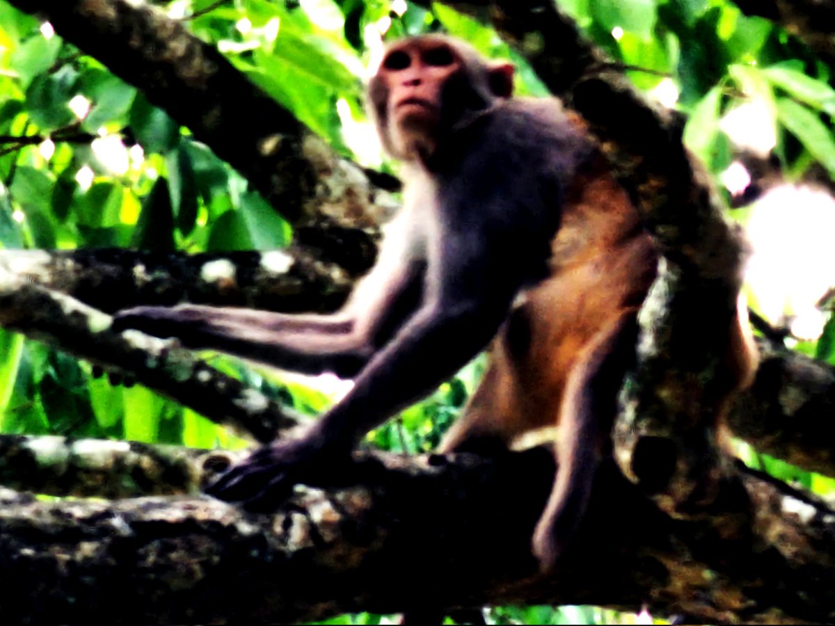 #photography #nature #forest #monkey Monkey 🐒 on the tree.