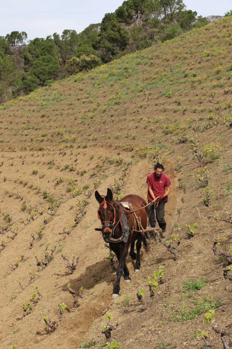 Nano and Lluís plowing the centenary ‘coster’ and Gran Vinya Classificada (Grand Cru) Tossal d’en Bou 🍃 — #MasDoix #aWindowToMasDoix #MasDoixWinery #Poboleda #Priorat