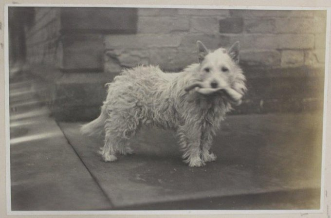 #NationalPetDay This is Colin the beloved pet of the Spencer Stanhope family, he features in a lot of their photos. They had quite a few dogs but always chose the name Colin!