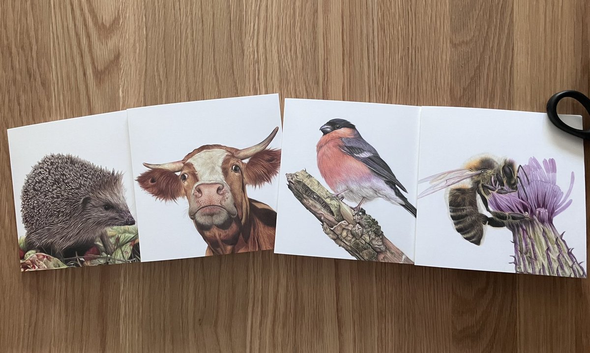 Morning all. 4pk of cards featuring scans of my drawings professionally printed on 300gsm quality card with Kraft envelopes - £12.50 inc uk p&p. Ideal for any occasion. Blank inside for your own message. 148mm square. #art #drawing #animals #birds