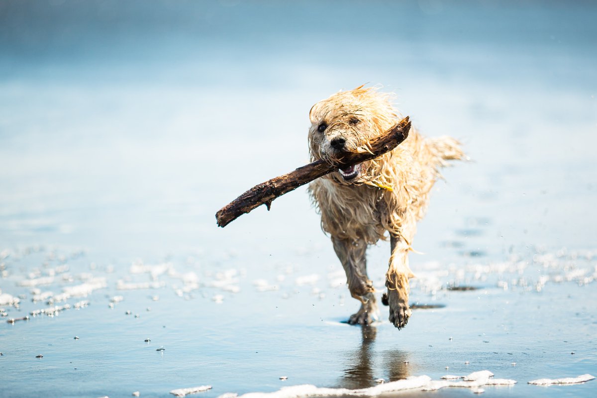 Put a smile on your dog's face this #NationalPetDay by booking your next holiday to #Cornwall! Browse our #DogFriendly properties on the website: bit.ly/DogFriendlyPro…