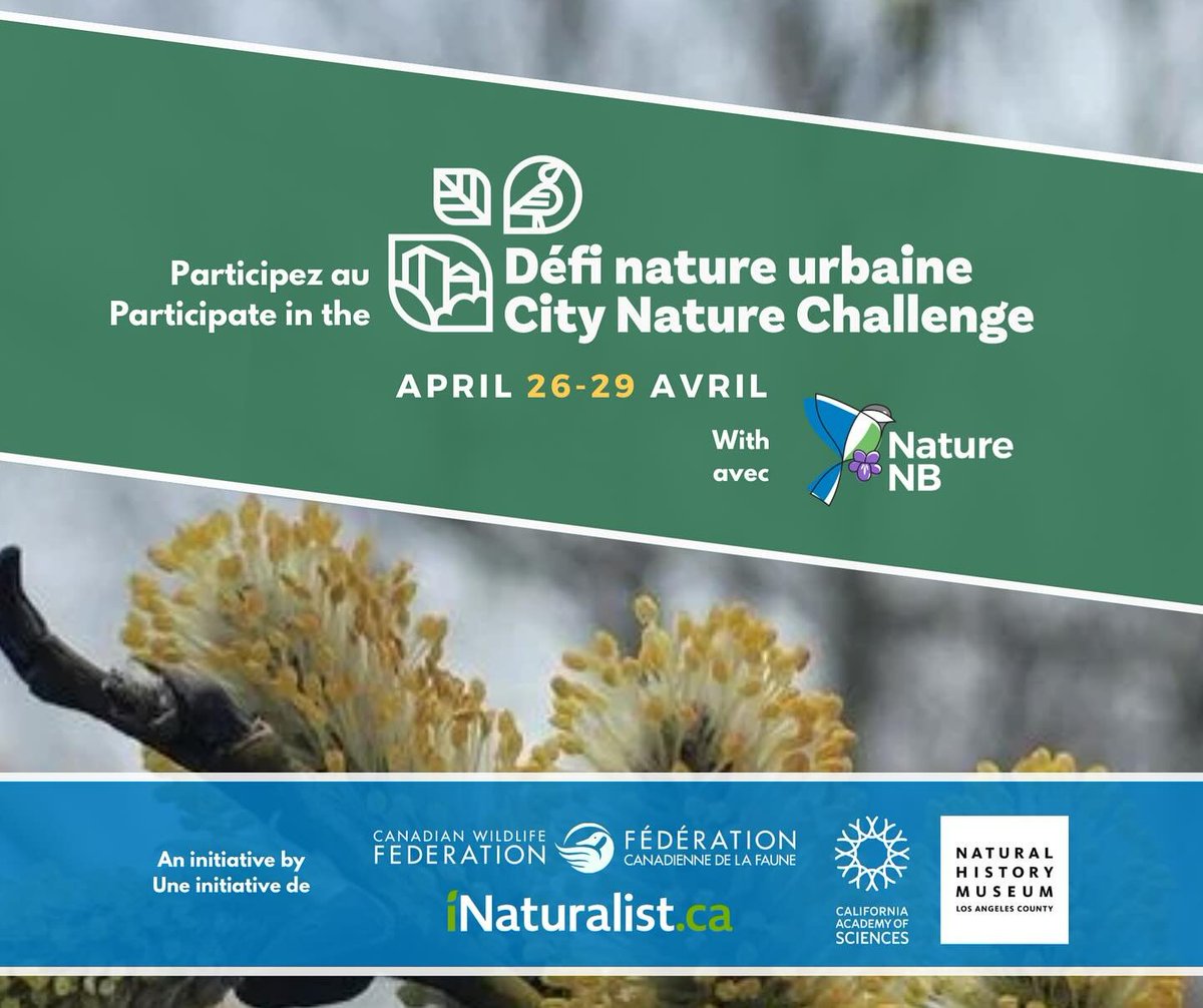 Proud to partner with @CWF_FCF to bring the #CityNatureChallenge2024 to New Brunswick in the end of April! You can already download and sign up on @inaturalist's app if you haven’t already. Stay tuned for more details on how to participate to this event all across NB!