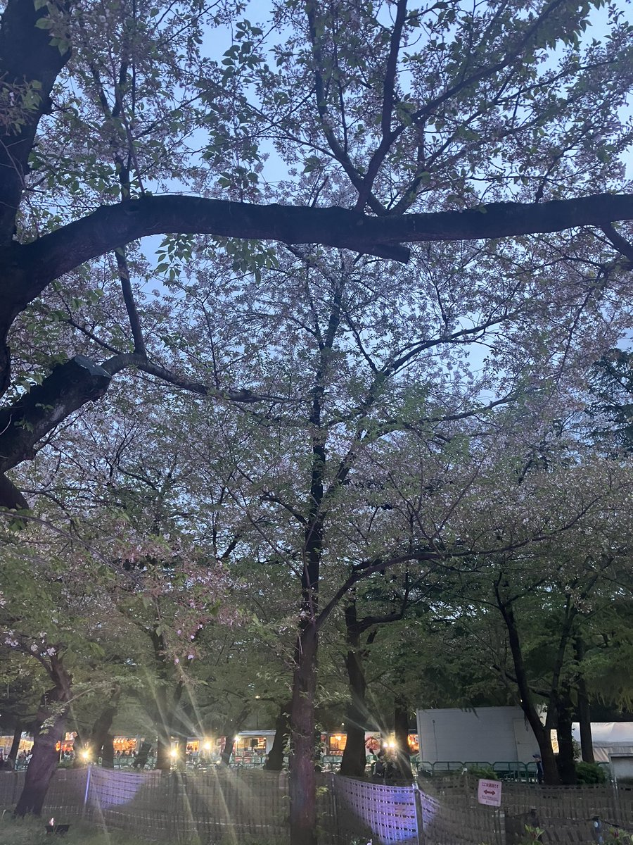 お昼から夕方にかけて散歩。鶴舞公園で終わりかけの花見をして、大須にて友達と屋台のラーメン！初めての屋台ラーメン美味しかった！明日は気分がむいたらバンテリンドームに野球見に行こう！

#大須 
#nagoya 
#ラーメン 
#鶴舞公園 
#散歩 
#桜