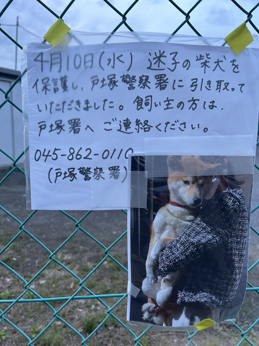 横浜市戸塚区で保護された様です。 飼い主さんに届きますように！！ #迷い犬　#横浜市　#藤沢市