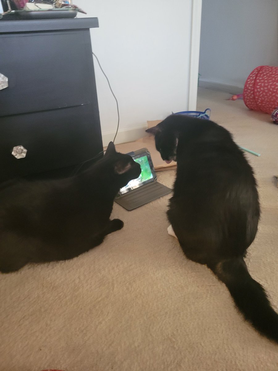 dat304chic's tweet photo. @fox5dc My loves Escobar &amp; Peppi LaPew #GoodDayDC https://t.co/KoSIKBnINQ