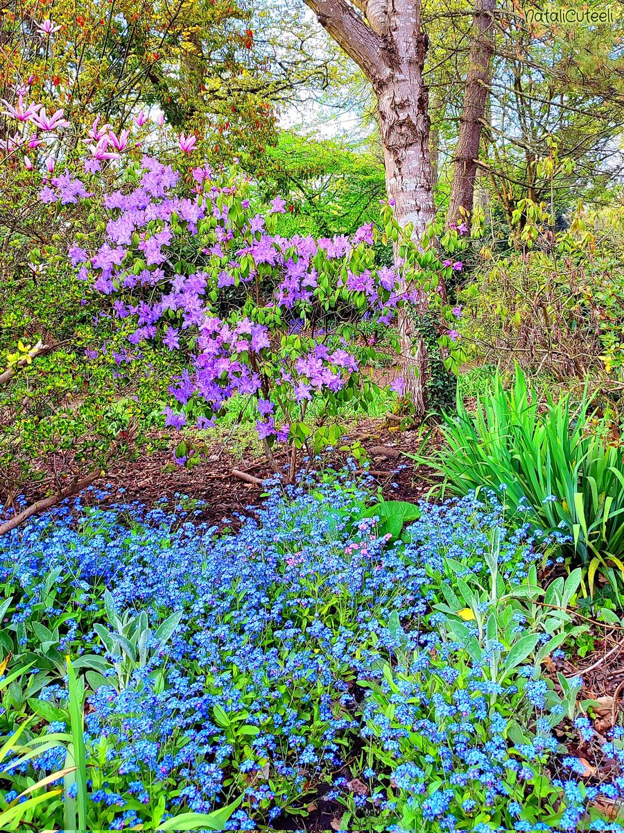 Let there be more spring beauty... 😉 🌿💙🌿🌸🌿💙🌿 #cuteeli #art #nature #NatureBeauty #NaturePhotography #forgetmenot #environment #landscape #positive #garden #beautiful #flowers #spring