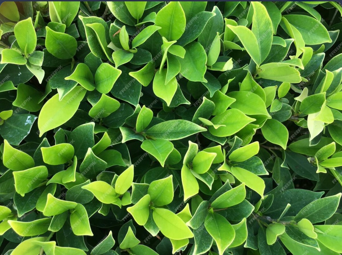 He who trusts in his riches falls, But the righteous flourish like a leaf. Proverbs 11:28