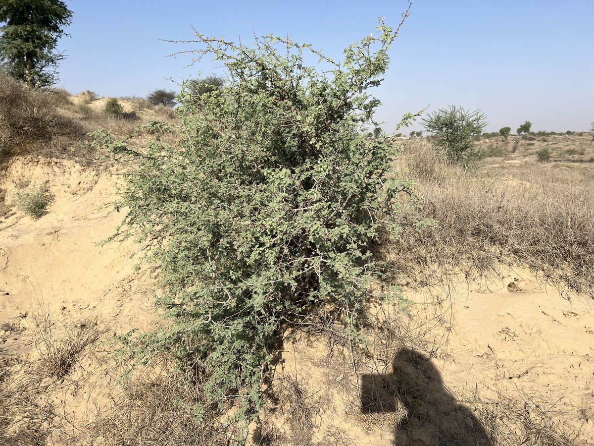 🌿 Exciting Land Restoration Update from the Thar Desert 🌵 Our land restoration project at Dabla Talab, Loonkaransar, Bikaner, is gaining traction! Despite tough climate conditions, our comprehensive approach with Holistic Habitat Healing has led to significant regrowth of…