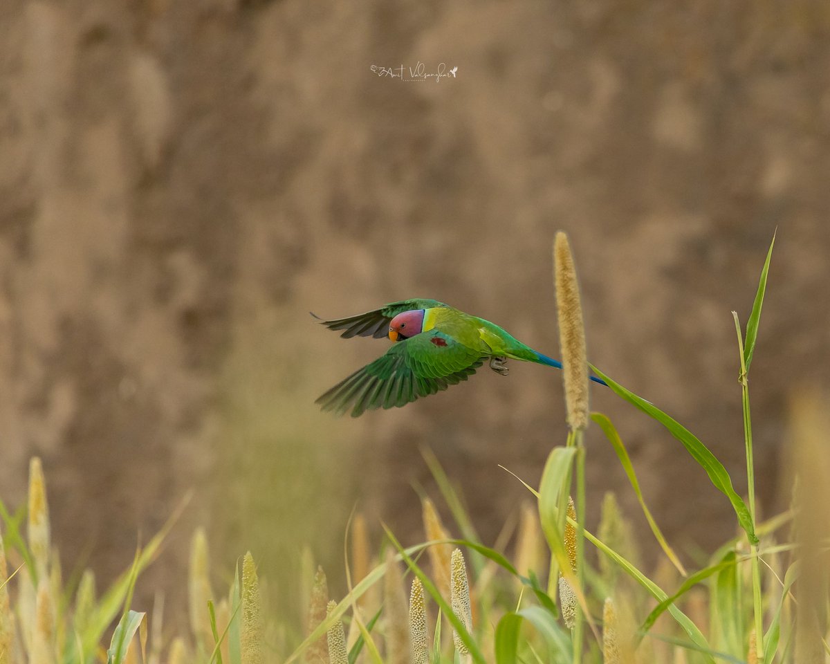Plumheaded #Parakeet #parrot
#BirdsSeenIn2024 #IndiAves #ThePhotoHour #birds 
#birdphotography #ngtindia
#NaturePhotography #BBCWildlifePOTD #TwitterNatureCommunity 
@IndiAves #birdwatching @BirdPlanets  #bird #BirdsOfTwitter @NatGeoIndia @natgeowild #aves #Birdcpp #PLUM #parrots