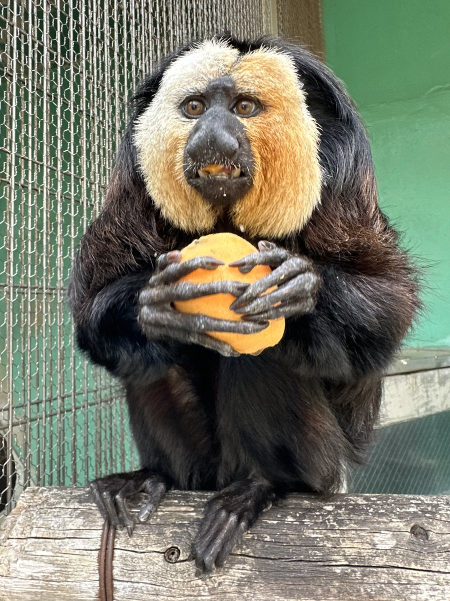 日本モンキーセンター（公式） tweet media