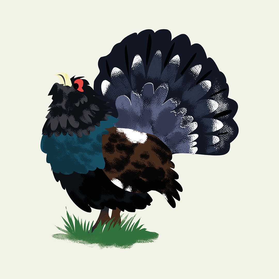 Breeding season has begun for Capercaillie & during this time they're particularly vulnerable to disturbance. Together with the Cairngorms Capercaillie Project we’re encouraging everyone to #LekItBe and not to look for capercaillie at this critical time. bit.ly/Cairngorms-Cap…