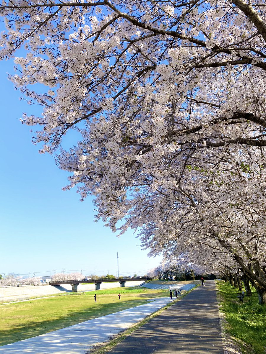 こんばんは✨

昨日夕方 栃木市太平山近くの
　永野川緑地公園にて🌳
  🌸満開のソメイヨシノ🌸

今日も一日お疲れ様でした.☪*ﾟ

#桜
#TLを花でいっぱいにしよう