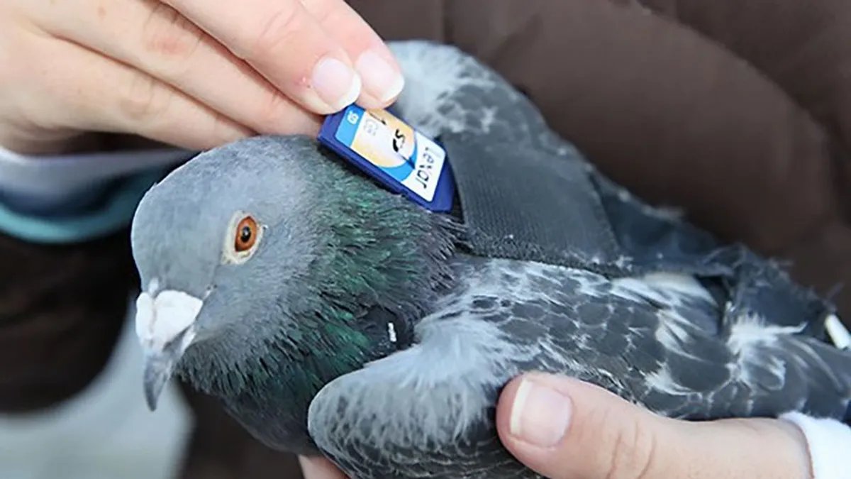 While crypto experts are scrutinizing every detail of the new paper, as a precautionary measure we strongly advise everyone to temporarily switch all your digital communications to pigeon post.