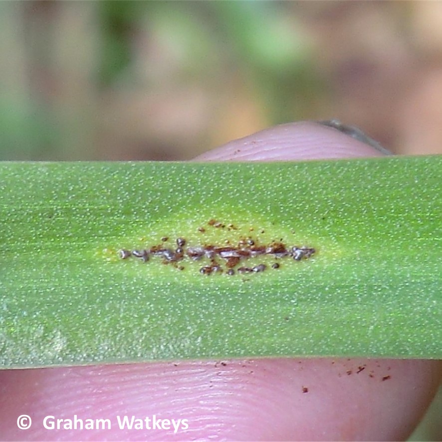 April #SpeciesOfTheMonthRevisited takes a look back at May 2021, Bluebell Rust (Uromyces muscari). Records have increased a little since we last highlighted the species (from 126 to 197); can you investigate your local Bluebell patch to add more data? sewbrec.org.uk/species-otm/sp…