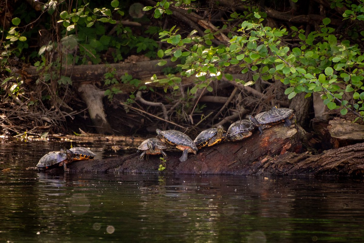 It's been a stressful week, so here are a bunch of turtles enjoying the sun.
📍Oradea/Romania 

#BBCWildlifePOTD #TwitterNatureCommunity #ThePhotoHour #Oradea #Romania #photography #nature #NaturePhotography #uk #createyourlight #Springwatch #terrapin #turtle #TurtleThursday