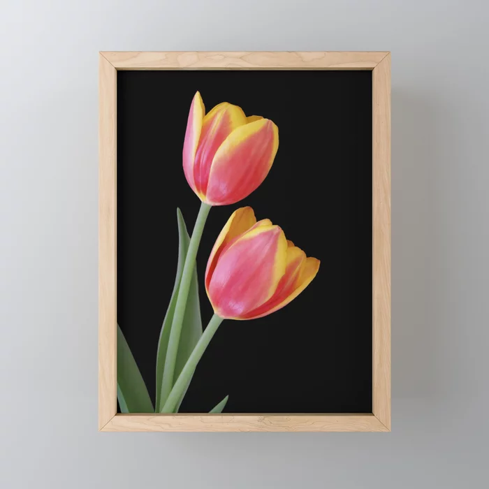 Two Beauties Framed Mini Art Print. Lovely tulips. Beautiful still life photography. Save 40% today. #wallart society6.com/product/two-be…