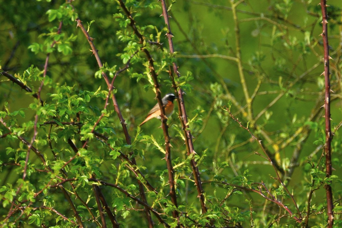 Record shot of somewhat elusive male Common Redstart at Holme Pierrepont this morning. @Alan_HP_Notts