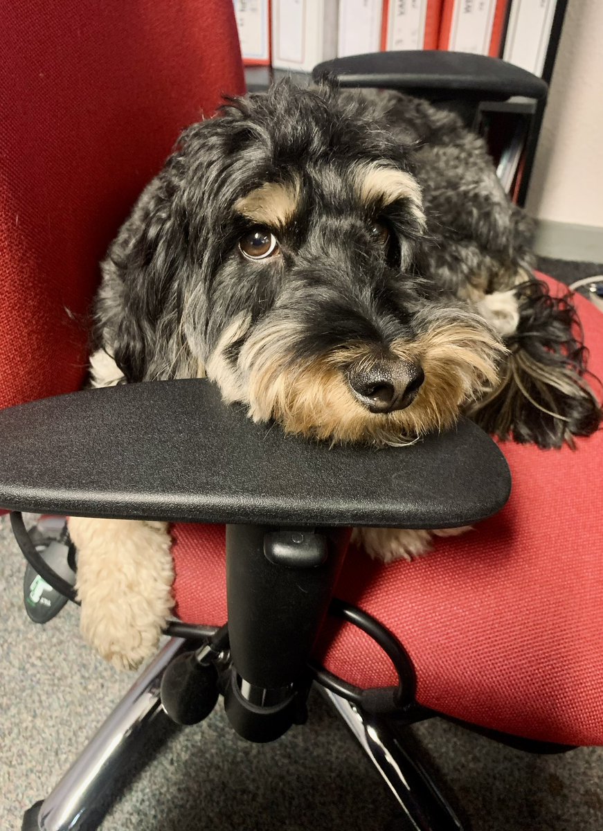 Here at PAN we all consider ourselves to be incredibly versatile! This #NationalPetDay we want to celebrate this fella’s many job roles:

🔺 Morale monitor 
🔺 Stress assessor 
🔺 Office security 
🔺 Post alarm 
🔺 Snack inspector

We thank you for your contribution #OfficeDog 🫡