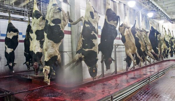 “They cut off the feet while the cow is breathing...It makes a noise...It’s looking around...eyes are popping out Cows can go minutes down the line alive” U.S.Slaughterhouse worker

Stop Supporting Animal Cruelty
GoVegan🌎🌱

#AnimalRights #GoVegan #EndSpeciesism #Vegan #RosesLaw