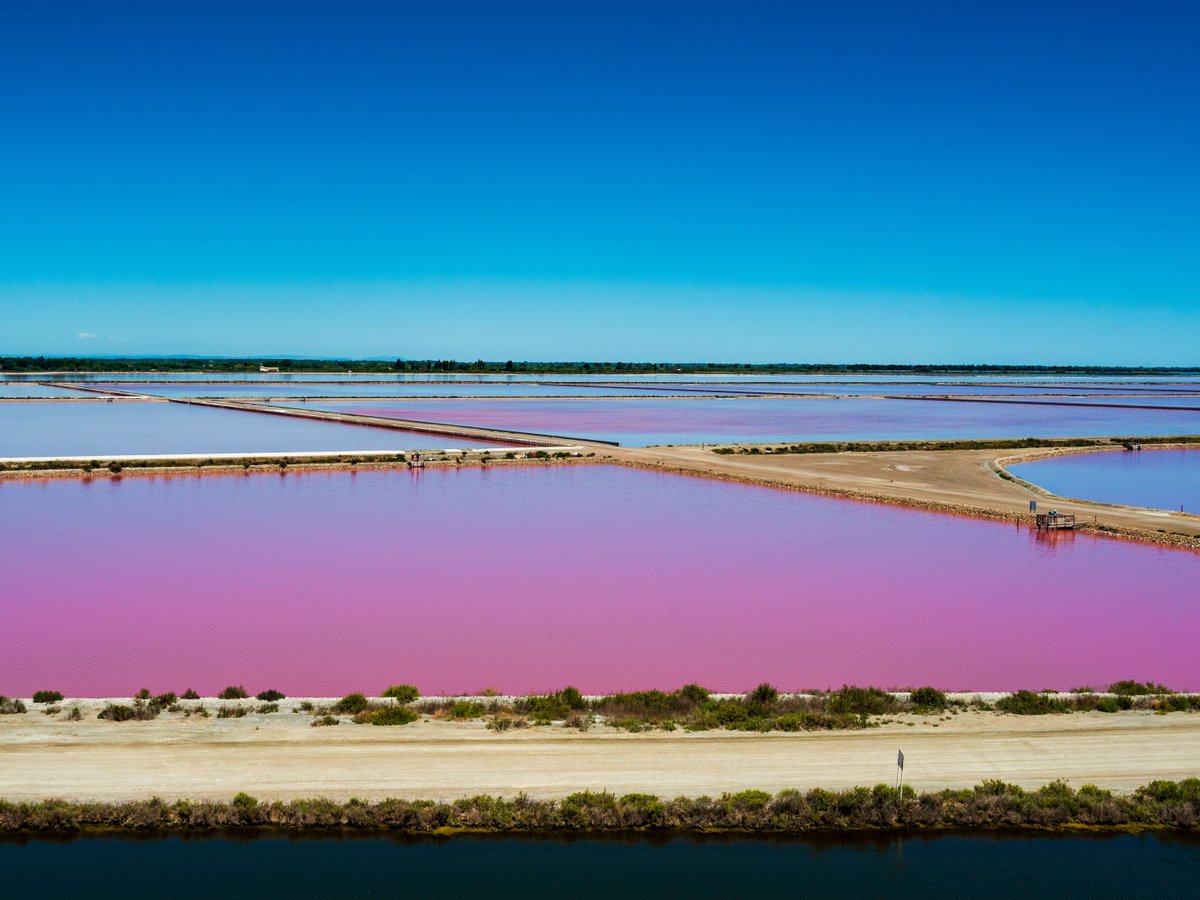 Ever wondered why the mesmerizing salt fields in Camargue are as captivatingly pink as flamingos?🦩 This colouring, water rose, is linked to the proliferation of micro-organisms of a microscopic algae variety: 'dunaliella salina'. Marvelous!💗 📸 Yggdrasill/AS #ExploreFrance