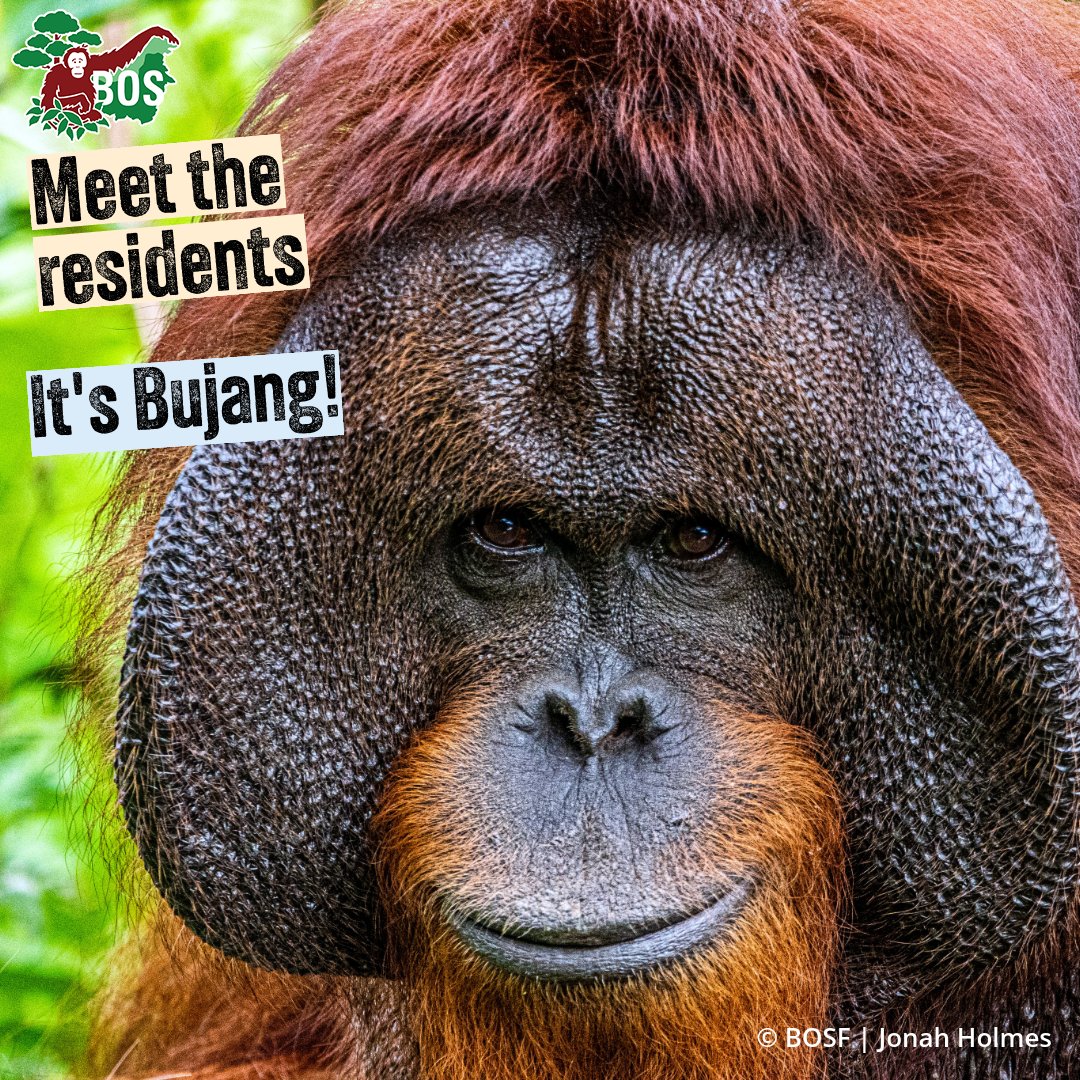 Before he was rescued aged 14, Bujang was used in a circus where he was forced to work as a 'performer'. He has no natural behaviours, meaning that he can never be returned to the wild as it would be too dangerous for him. Bjang will live out his life on a #SanctuaryIsland