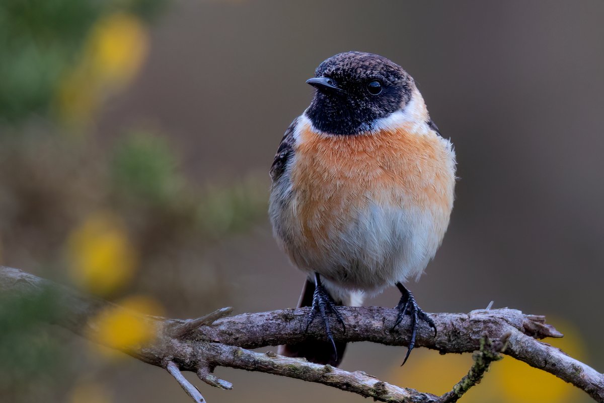 Stonechat at #Aylesbere Common