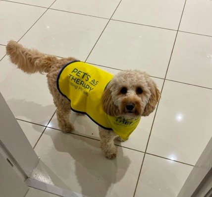 🐾This #NationalPetDay, we're giving a huge shout-out to all of the incredible therapy dogs in our region! 📷Like Amber at @DBH_NHSFT, Chester at @RotherhamNHS_FT, & Ruby at @TEWV.⬇️ 🐶Therapy dogs help spread joy & happiness to staff & patients, improving health & wellbeing.💙