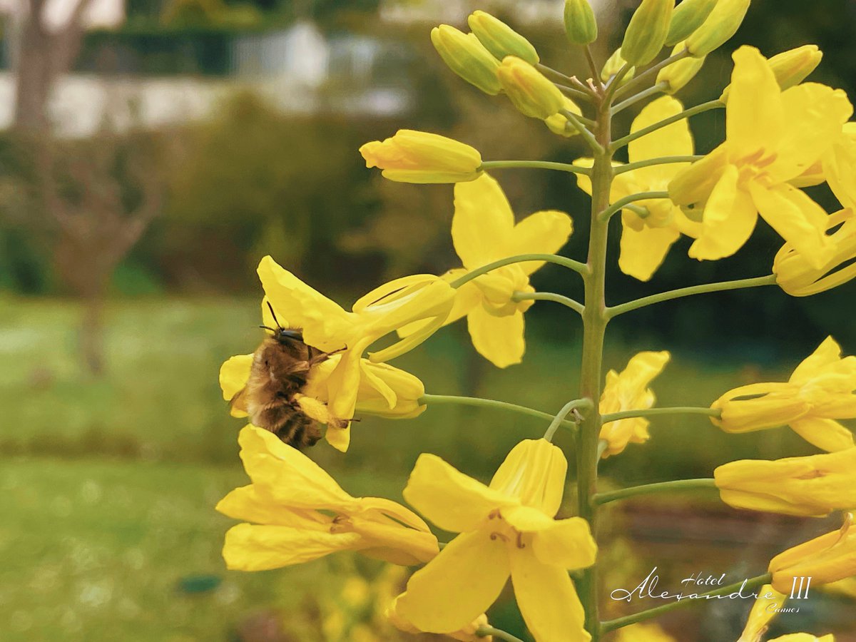 Spring. 

#spring #printemps #bee #beepic #abeille #cotedazurfrance #cannes #cannes2024 #onatousbesoindusud #visitcannes #bienvenueaCannes #cannessoleil #canneseries