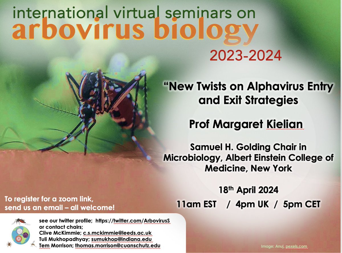 Hi arbovirus peeps! Just to say we're going all out #Alphavirus this THURSDAY 18th, and privileged to have Prof Margaret Kielian from @EinsteinMed talking about the latest insights from her team. All welcome! As ever, retweets are our life blood, please help spread the word!