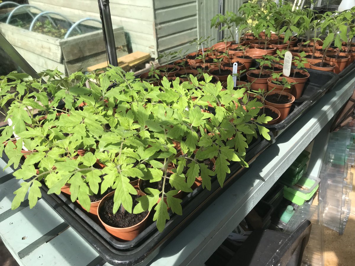 Despite the crap weather tomatoes going well in the greenhouse.