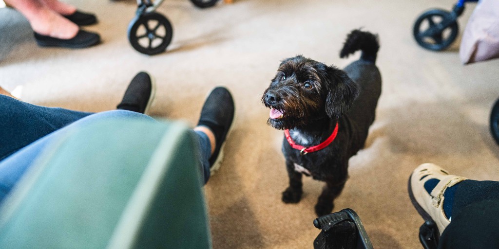 Are you looking for a new home for you and your paw-fect companion this #NationalPetDay? 🏠

Whether they have fur, fins or feathers, your pets are welcome at our #ExtraCare and #RetirementLiving schemes. 🐾😍

Visit our website to find out more: housing21.org.uk/our-properties/

#Pets