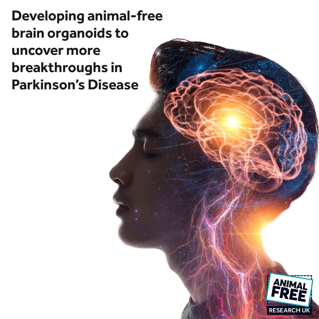 Prof Jens Schwamborn is creating a 3D brain organoid model using animal-free biomaterials to grow nerve cells to help uncover more breakthroughs in Parkinson's Disease. Read more - animalfreeresearchuk.org/project/brain-… #WorldParkinsonsDay