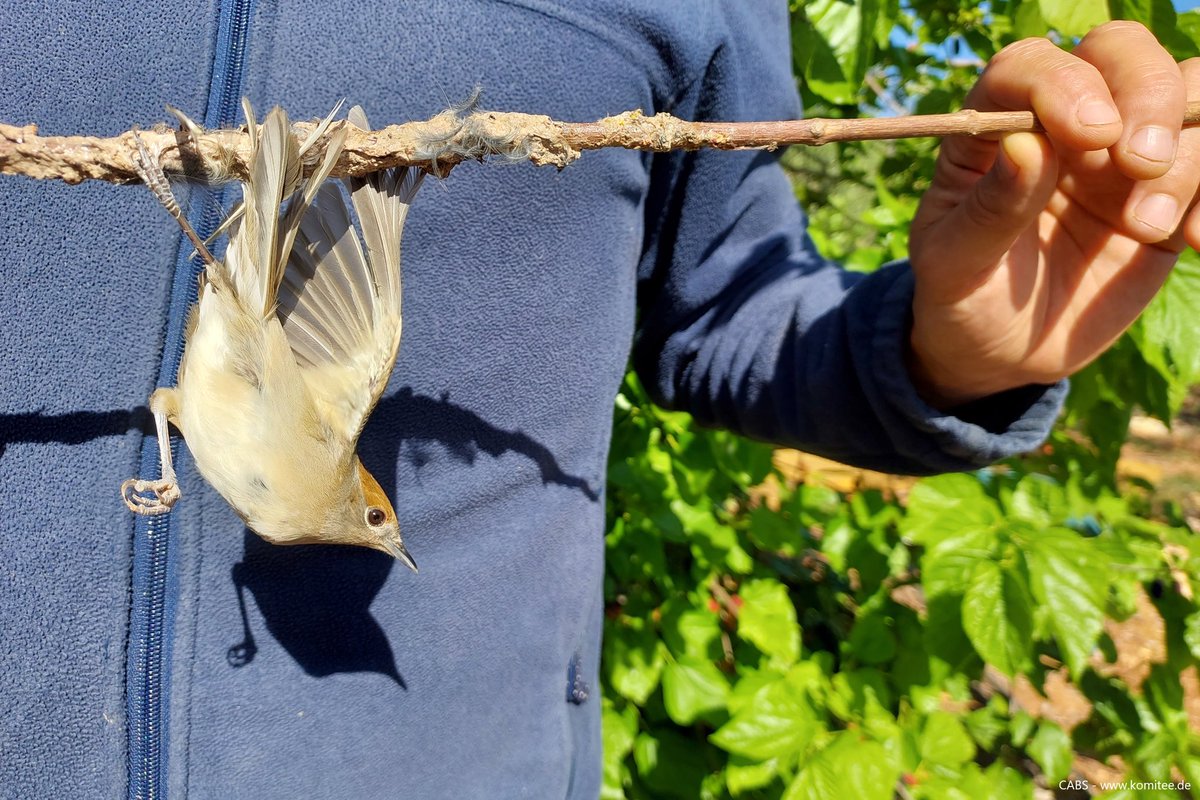 🧵 1/3 In recent days, CABS have caught the first two poachers of our spring bird protection camp in #Cyprus. The two men had each set up 30 and 25 limesticks in hawthorn and fruit trees at two different locations on the island.