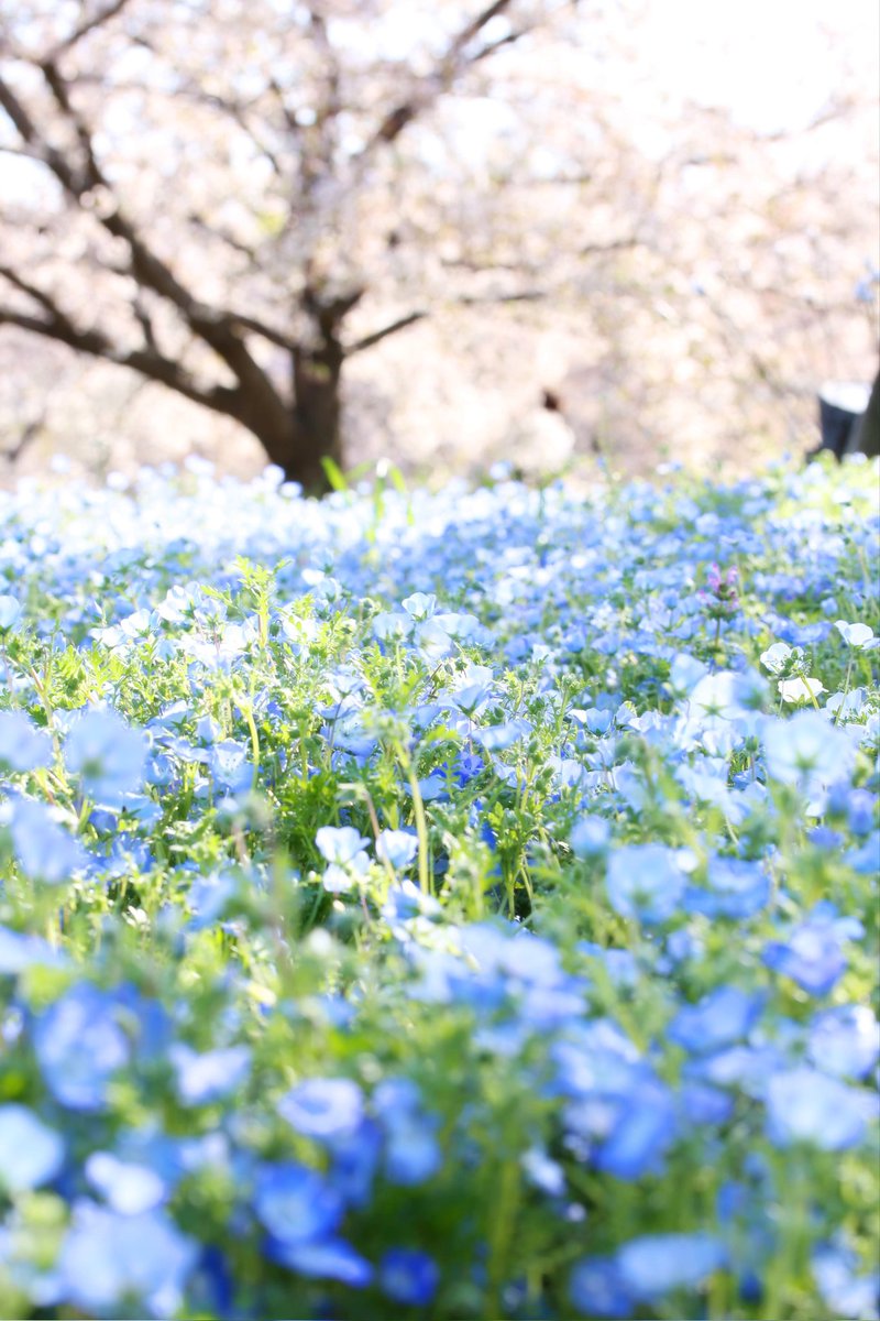 saephoto512STYA's tweet photo. 久しぶりに夢中で写真撮ってた📸
桜とネモフィラのコンビが最高でした👏✨

#ファインダー越しの私の世界
#写真好きな人と繋がりたい
#キリトリセカイ https://t.co/IMRFNyZ6kF