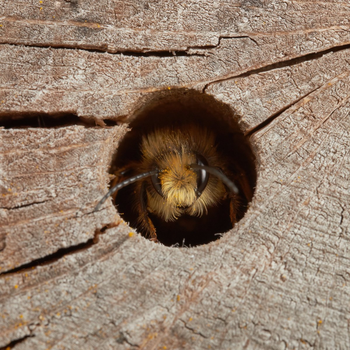 Did you know that nearly 90% of bee species found in the UK are solitary species?  From fruit trees to potatoes, these bees are vital pollinators.  To find out how we can help them, visit our latest blog forestryandland.gov.scot/blog/how-we-ca…