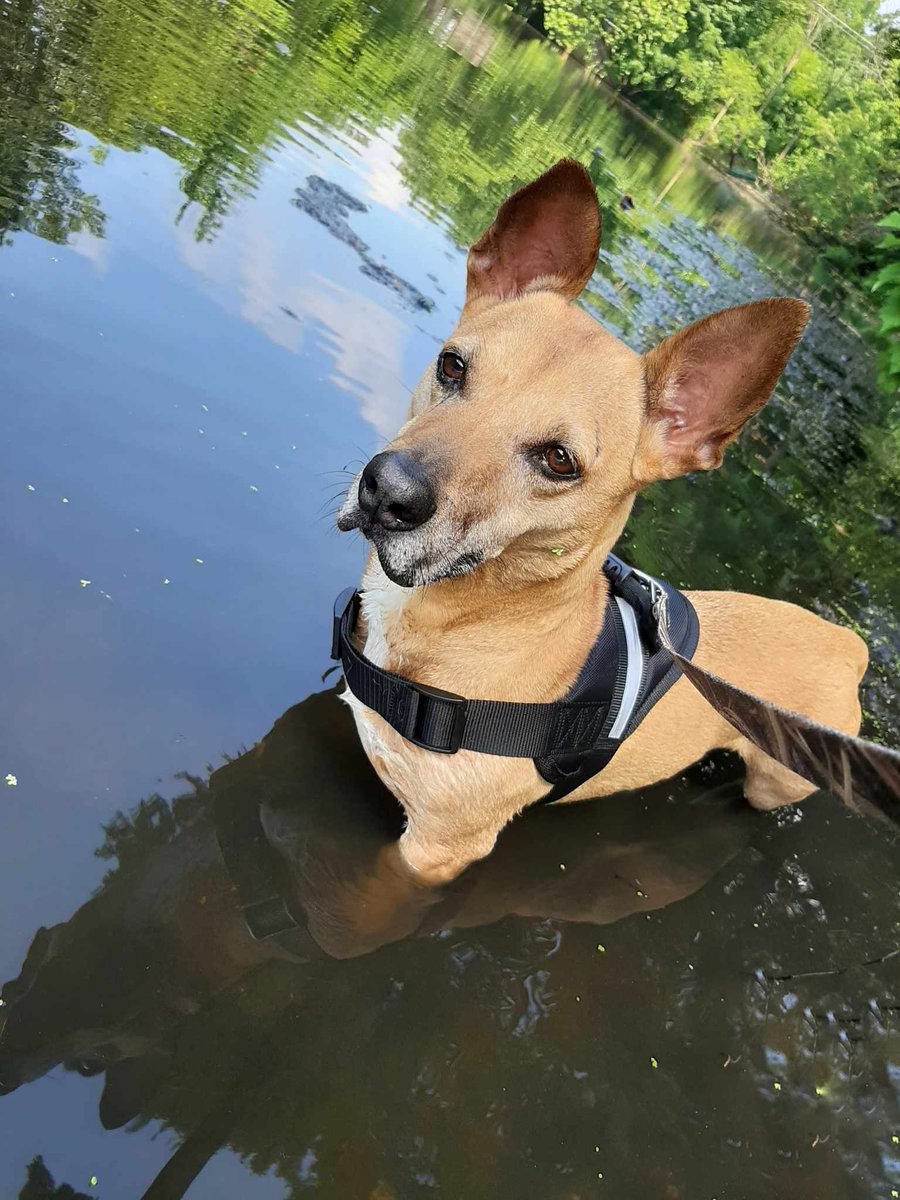 RescueReject's tweet photo. I rescued Duke in 2020. He was a senior rescue at 11 years old. He's now 15, &amp; still acts like a puppy.  #fox29goodday https://t.co/hKlcMf2CWX