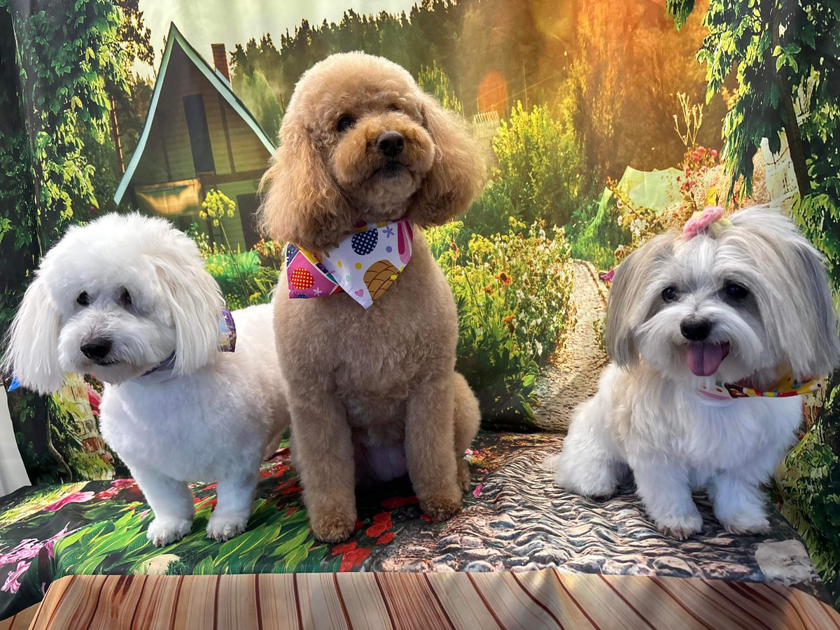 Pops_Comedy's tweet photo. #FOX29GOODDAY Happy National Pets Day! Love Max, Quinnie and Tallulah https://t.co/gjVUgAH86p