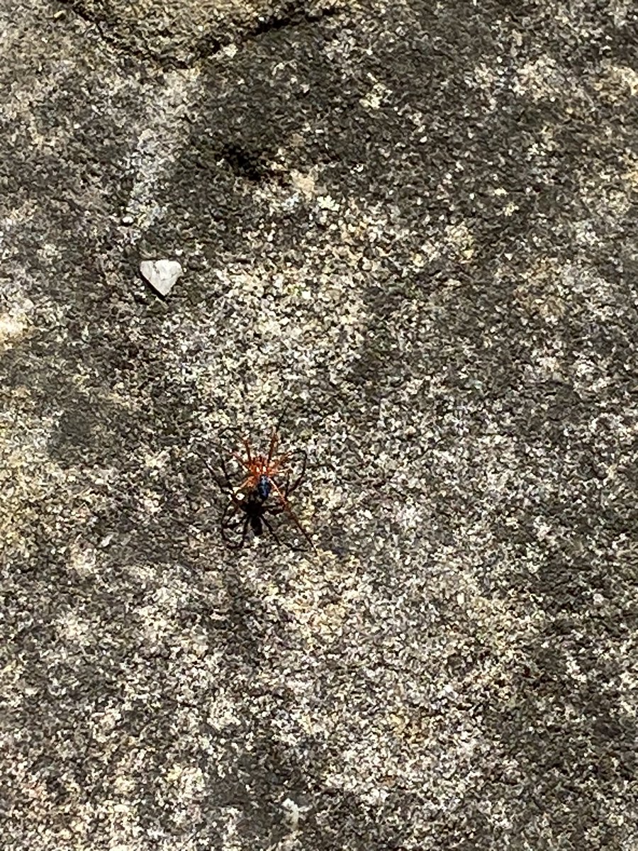 🔱 Jenn (@weeirishjenn) on Twitter photo There’s a lookout in NSW, Australia that just takes my breath away. Cameras just do not do it justice. 
There was also this bright red spider that affected me in the same way. 
#thatsaustraliaforyou There’s a lookout in NSW, Australia that just takes my breath away. Cameras just do not do it justice. 
There was also this bright red spider that affected me in the same way. 
#thatsaustraliaforyou