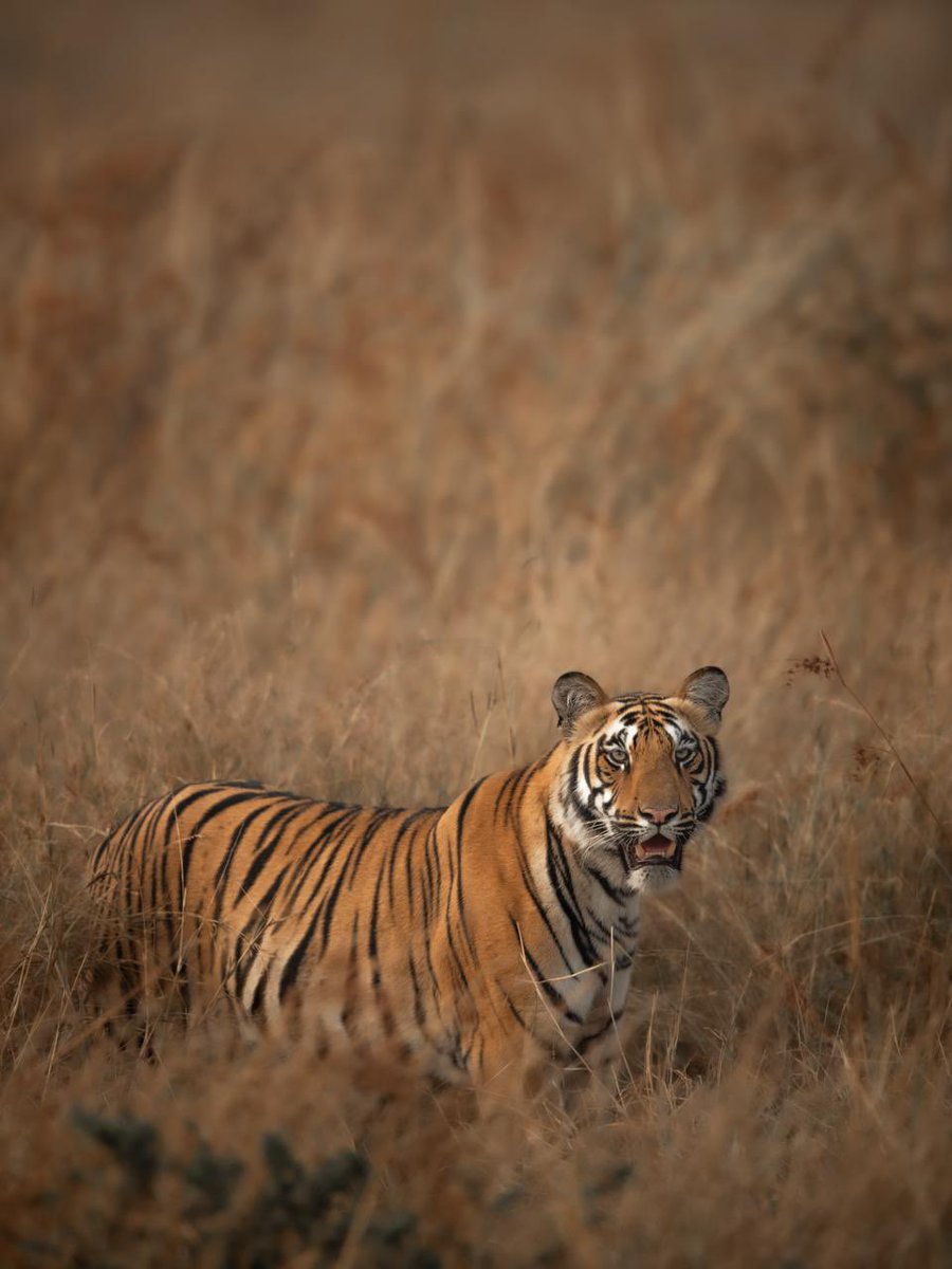 Hello From Tadoba… #maharashtratourism #wildlifephotography