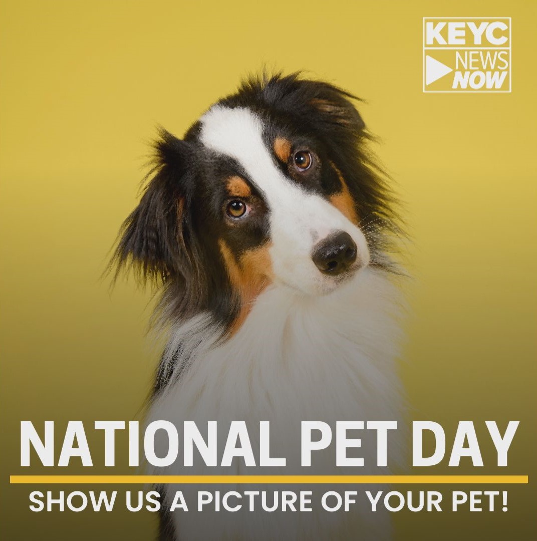 It's National Pet Day! Share your photos of your pets with us here: keyc.com/page/share-you…