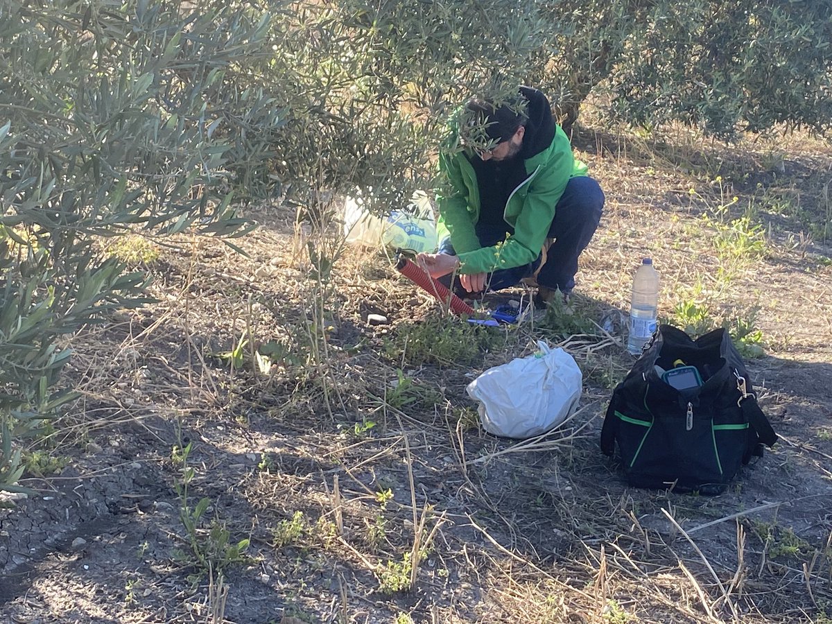 h2olivetree's tweet photo. Seguimos trabajando en el proyecto @H2olivetree. Hoy en @OleandMolive midiendo la conductividad del suelo tras las lluvias de las últimas semanas. @Univcordoba https://t.co/hWnsX05keu