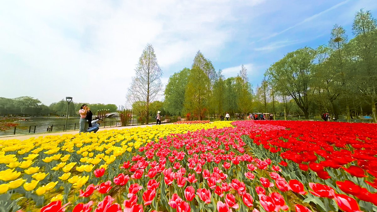 In the #Shijiazhuang Botanical Garden, 300,000 tulips are in full bloom, covering a total area of 13,000 square meters.🌷🌷🌷