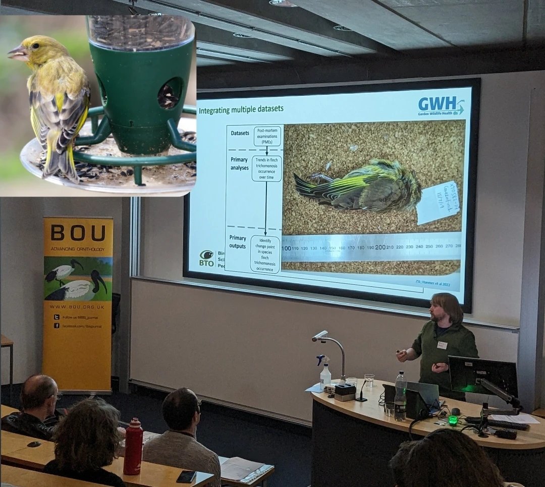 Have you noticed greenfinches & chaffinches disappearing from your garden? Bird feeders may explain it! @HughHanmer presents @_BTO @Natures_Voice @ZSLScience @NaturalEngland citizen science study on Trichomoniasis dynamics driven by supplementary feeding #BOU2024 #GardenBirdwatch