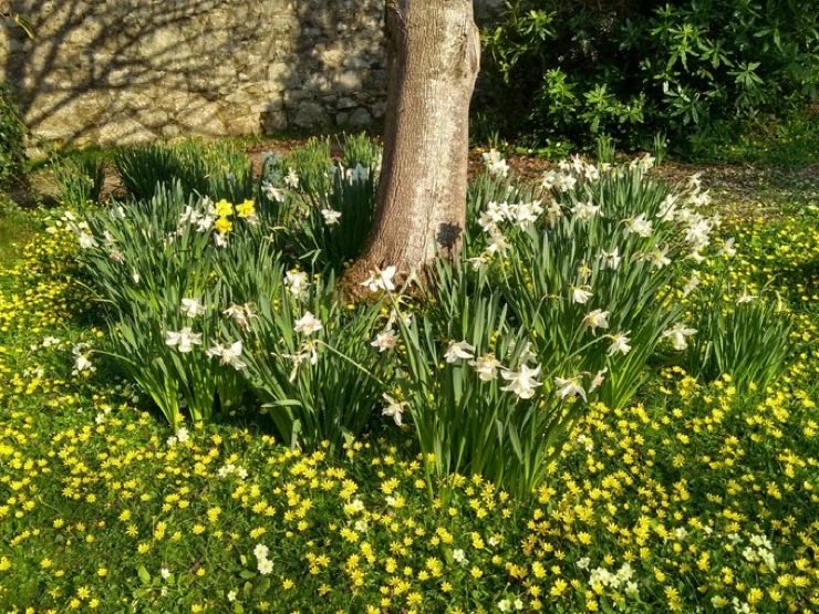 Sun is shining today, hoping it keeps up as I’m off to Edinburgh for a few days. Have a lovely day all. #Gardeningtwitter