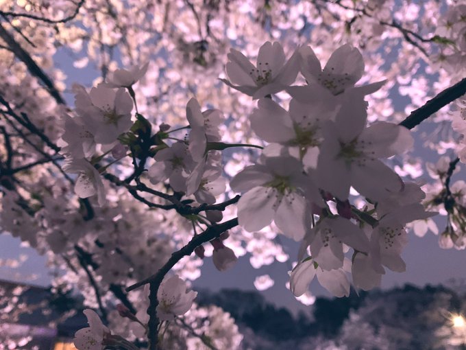 「桜」のTwitter画像/イラスト(新着)｜21ページ目