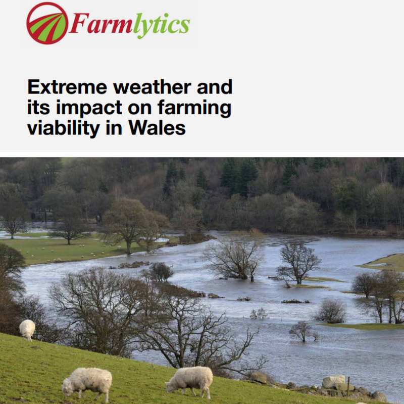 Breaking news 🚨 New report from @farmlytics reveals extreme weather impacted by climate change poses huge risk to the future of Welsh farming. But nature friendly, regenerative farming can make farms more resilient. wwf.org.uk/our-reports/ex…