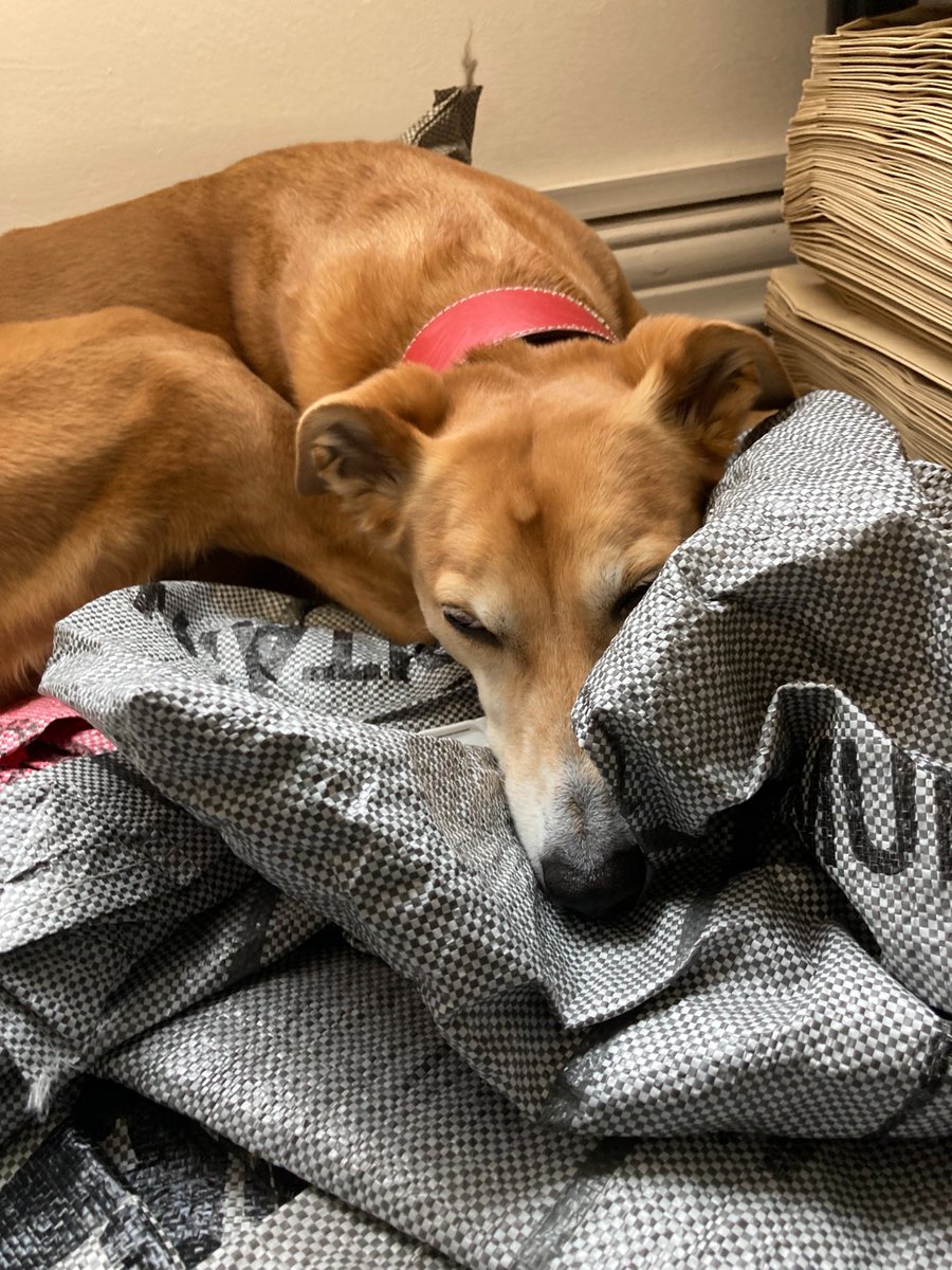 Let's see your pets in the replies below! 🐕🐈 Here's Elsa hard at work, helping us with our postbags (her favourite job) #NationalPetDay