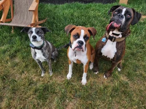 GoBlueSteve's tweet image. National Pet Day #Fox29GOODDAY

Maizie, Reyna, &amp;amp; Cyrus